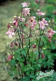 Image result for Aquilegia vulgaris