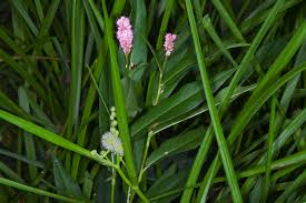 Attēlu rezultāti vaicājumam “Polygonum amphibium flower”