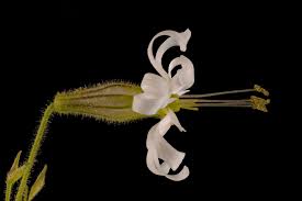 Attēlu rezultāti vaicājumam “Silene nutans flower”