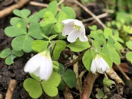 Attēlu rezultāti vaicājumam “Oxalis acetosella flower”