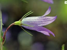 Attēlu rezultāti vaicājumam “Campanula patula fruit”