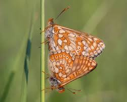 Attēlu rezultāti vaicājumam “Argynnis aglaja upperside”