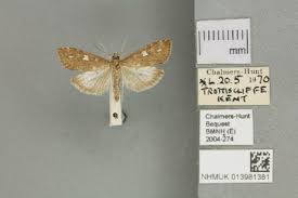 Attēlu rezultāti vaicājumam “Udea olivalis”