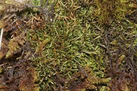 Attēlu rezultāti vaicājumam “Myurella julacea”