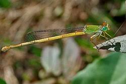 Attēlu rezultāti vaicājumam “Coenagrionidae”