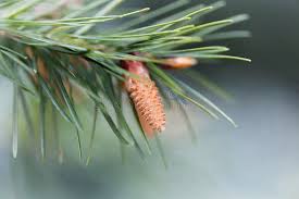 Attēlu rezultāti vaicājumam “Pseudotsuga menziesii flower”