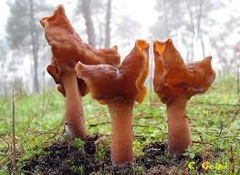 Attēlu rezultāti vaicājumam “Gyromitra infula”