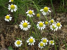 Attēlu rezultāti vaicājumam “Matricaria chamomilla flower”
