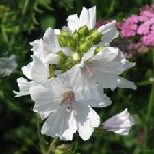Attēlu rezultāti vaicājumam “Malva moschata alba leaf”