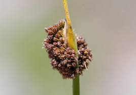Attēlu rezultāti vaicājumam “Juncus conglomeratus fruit”