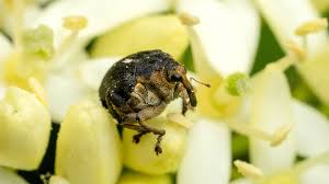 Attēlu rezultāti vaicājumam “Mononychus punctumalbum”