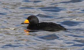 Attēlu rezultāti vaicājumam “Melanitta nigra”