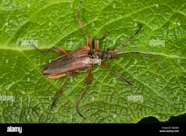 Attēlu rezultāti vaicājumam “Stenocorus meridianus”