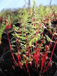 Attēlu rezultāti vaicājumam “Athyrium filix-femina”