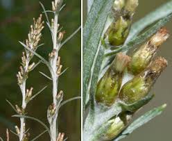 Attēlu rezultāti vaicājumam “Gnaphalium sylvaticum leaf”