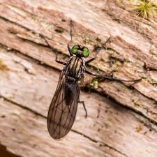 Attēlu rezultāti vaicājumam “Dolichopodidae”