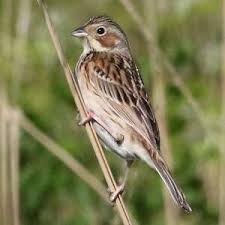 Image result for Emberiza fucata