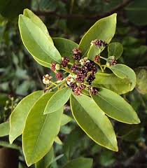 Attēlu rezultāti vaicājumam “Santalaceae”