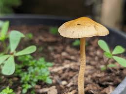 Attēlu rezultāti vaicājumam “Bolbitius vitellinus”