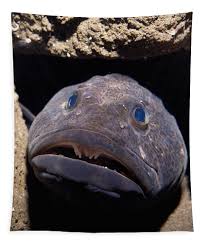 Image result for Ophiodon elongatus