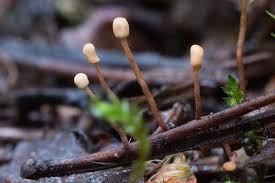 Attēlu rezultāti vaicājumam “Heyderia abietis”