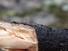 Attēlu rezultāti vaicājumam “Collaria arcyrionema spores”