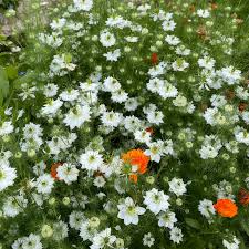 Image result for Nigella damascena