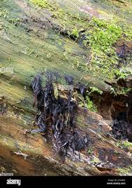 Attēlu rezultāti vaicājumam “Metatrichia vesparia”