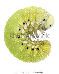 Attēlu rezultāti vaicājumam “Cimbex femoratus larva”