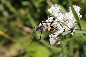 Attēlu rezultāti vaicājumam “Pachyta quadrimaculata”