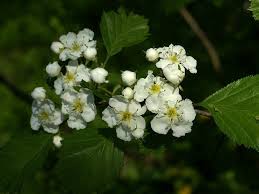 Attēlu rezultāti vaicājumam “Crataegus chrysocarpa”