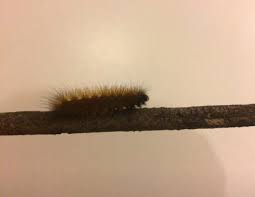 Attēlu rezultāti vaicājumam “Diaperis boleti nest”