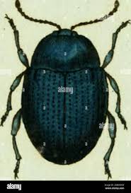 Attēlu rezultāti vaicājumam “Linaeidea aenea”