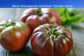 Afbeeldingsresultaat voor black brandywine tomato