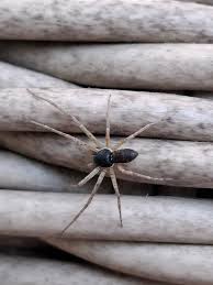 Attēlu rezultāti vaicājumam “Trichia longipalpis macro”