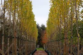 Attēlu rezultāti vaicājumam “Populus nigra Italica”