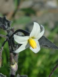 Attēlu rezultāti vaicājumam “Solanum nigrum flower”