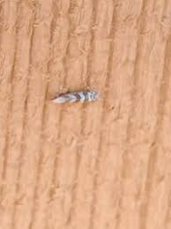 Attēlu rezultāti vaicājumam “Argyresthiidae”