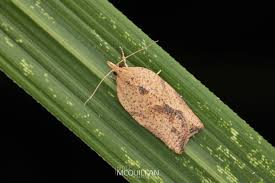 Attēlu rezultāti vaicājumam “Tortricidae”