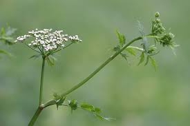 Attēlu rezultāti vaicājumam “Berula erecta”