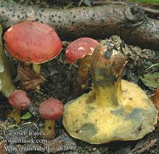 Attēlu rezultāti vaicājumam “Xerocomus rubellus”