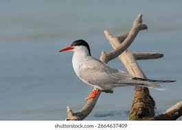 Attēlu rezultāti vaicājumam “Sterna hirundo”