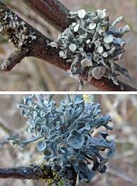 Attēlu rezultāti vaicājumam “Ramalina fastigiata”