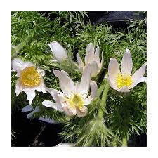 Attēlu rezultāti vaicājumam “Pulsatilla vulgaris”