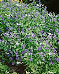 Image result for Browallia speciosa