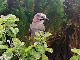 Attēlu rezultāti vaicājumam “Garrulus glandarius adult”