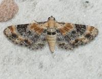 Attēlu rezultāti vaicājumam “Eupithecia linariata”