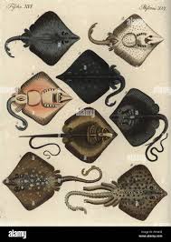 Image result for Dipturus batis