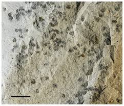 Attēlu rezultāti vaicājumam “Lycogala convexum young”