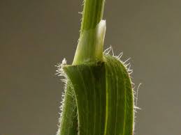 Attēlu rezultāti vaicājumam “Helictotrichon pubescens”